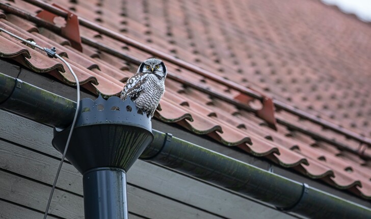 gutter cleaning - water gutter on a tiled roof